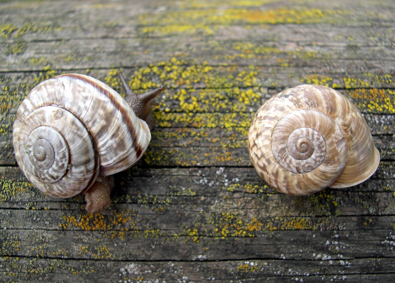 Chilostoma (Chilostoma) cingulatum apuanum (Issel, 1866)